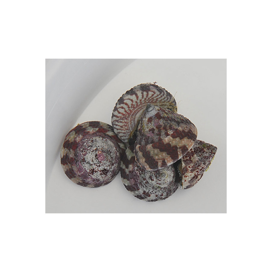 Trochus histrio – Banded Trochus Snail | Reef safe levänsyöjä akvaarioon