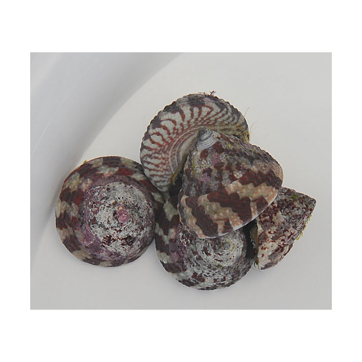 Trochus histrio – Banded Trochus Snail | Reef safe levänsyöjä akvaarioon