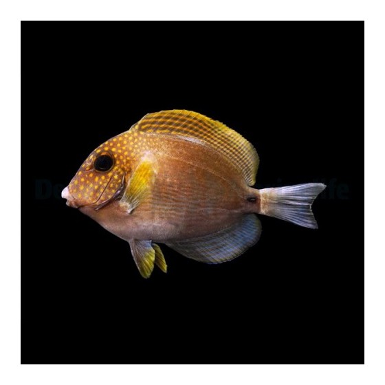 Acanthurus maculiceps - Freckle Face Tang