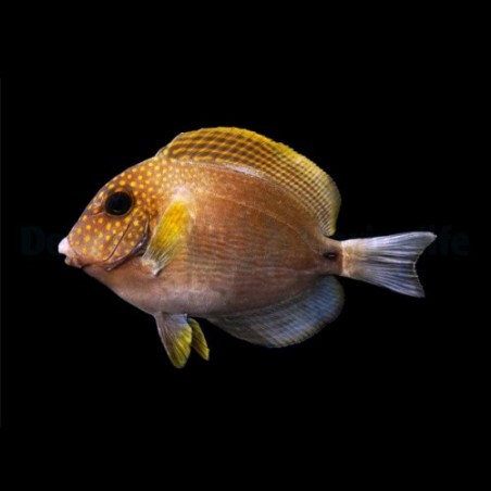 Acanthurus maculiceps - Freckle Face Tang