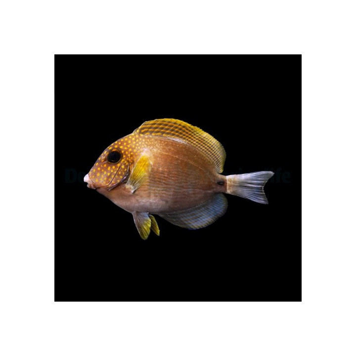 Acanthurus maculiceps - Freckle Face Tang