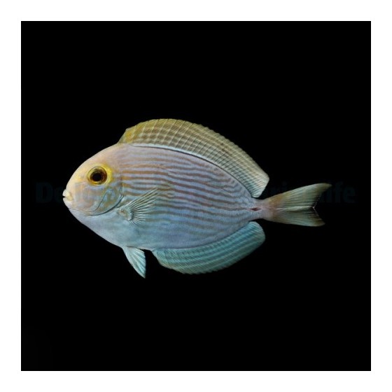 Acanthurus mata - Round Face Tang