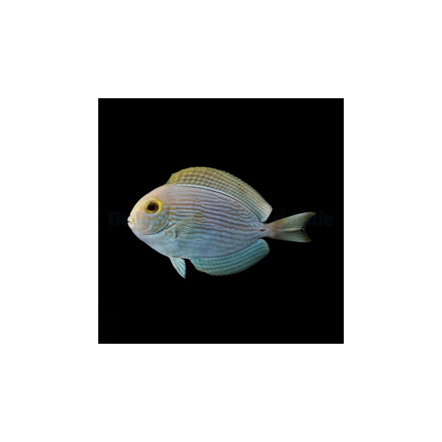 Acanthurus mata - Round Face Tang