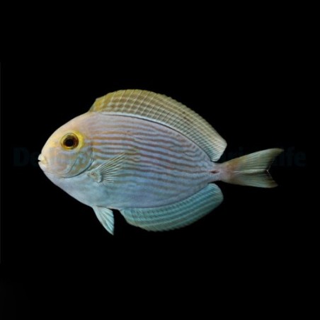 Acanthurus mata - Round Face Tang