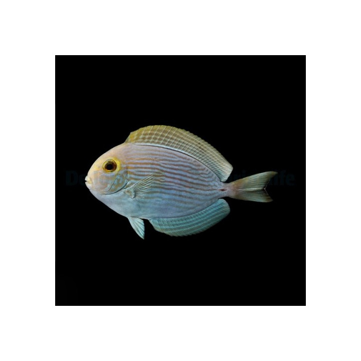 Acanthurus mata - Round Face Tang