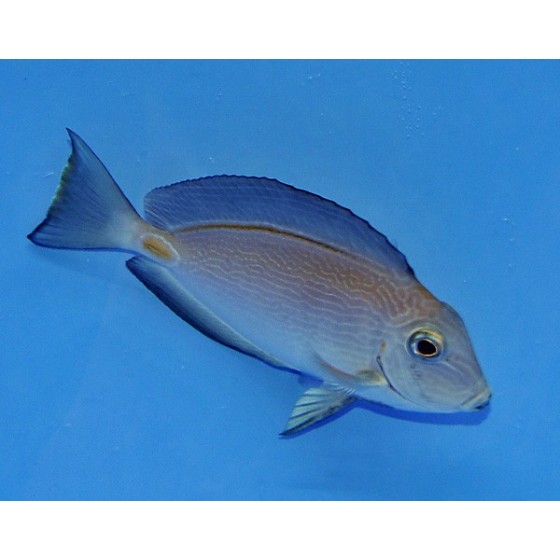 Acanthurus monroviae