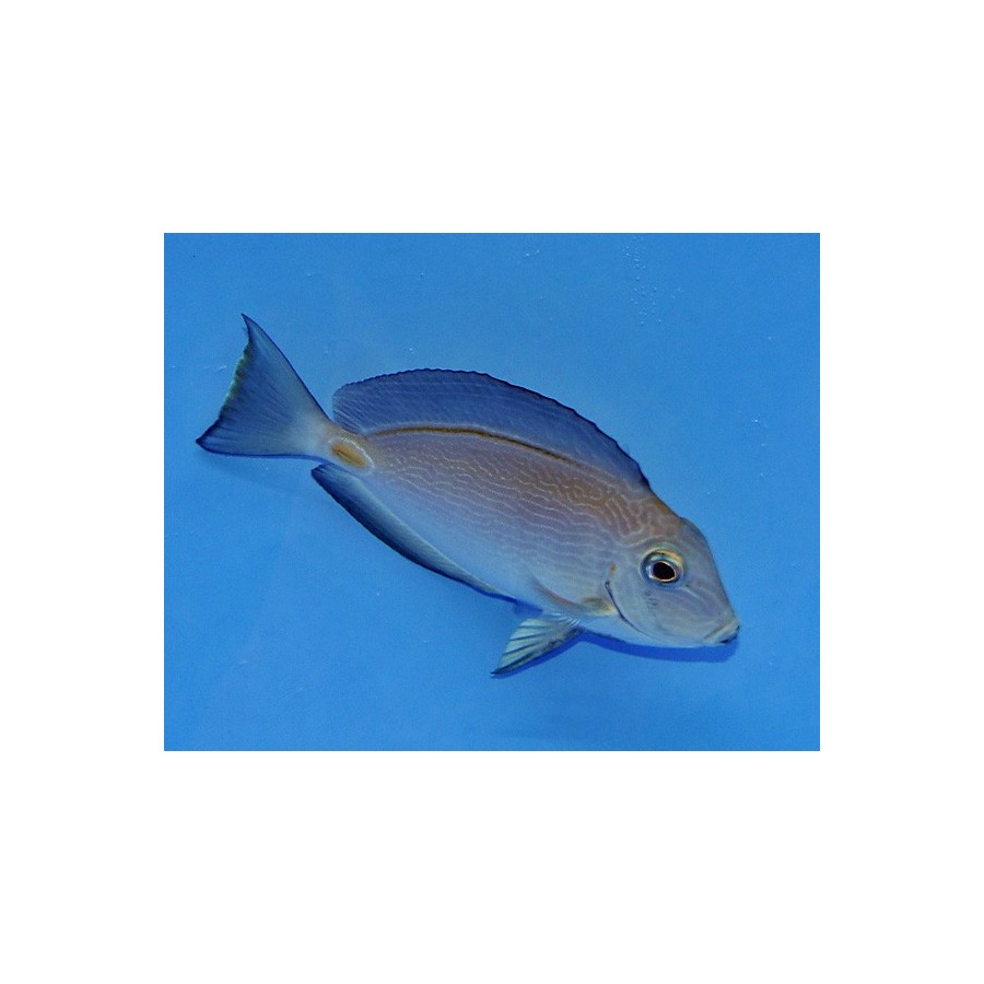 Acanthurus monroviae