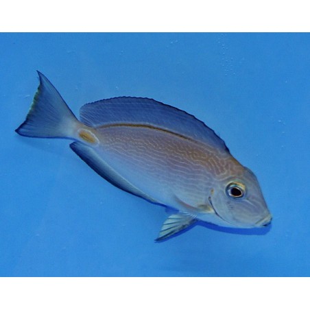 Acanthurus monroviae