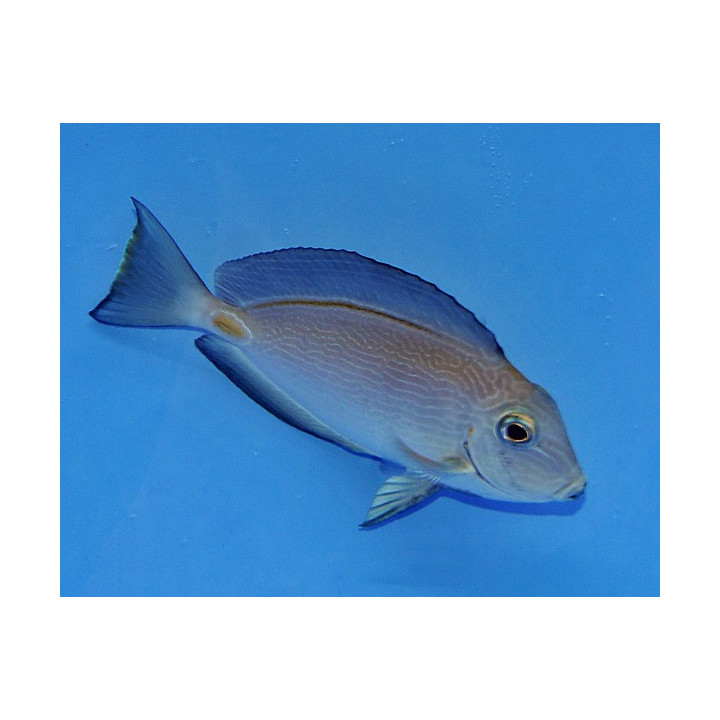 Acanthurus monroviae