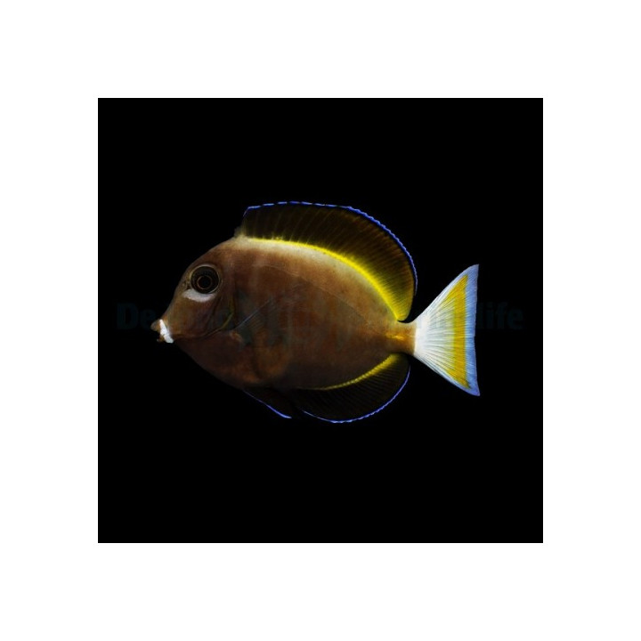 Acanthurus nigricans - Samettivälskäri
