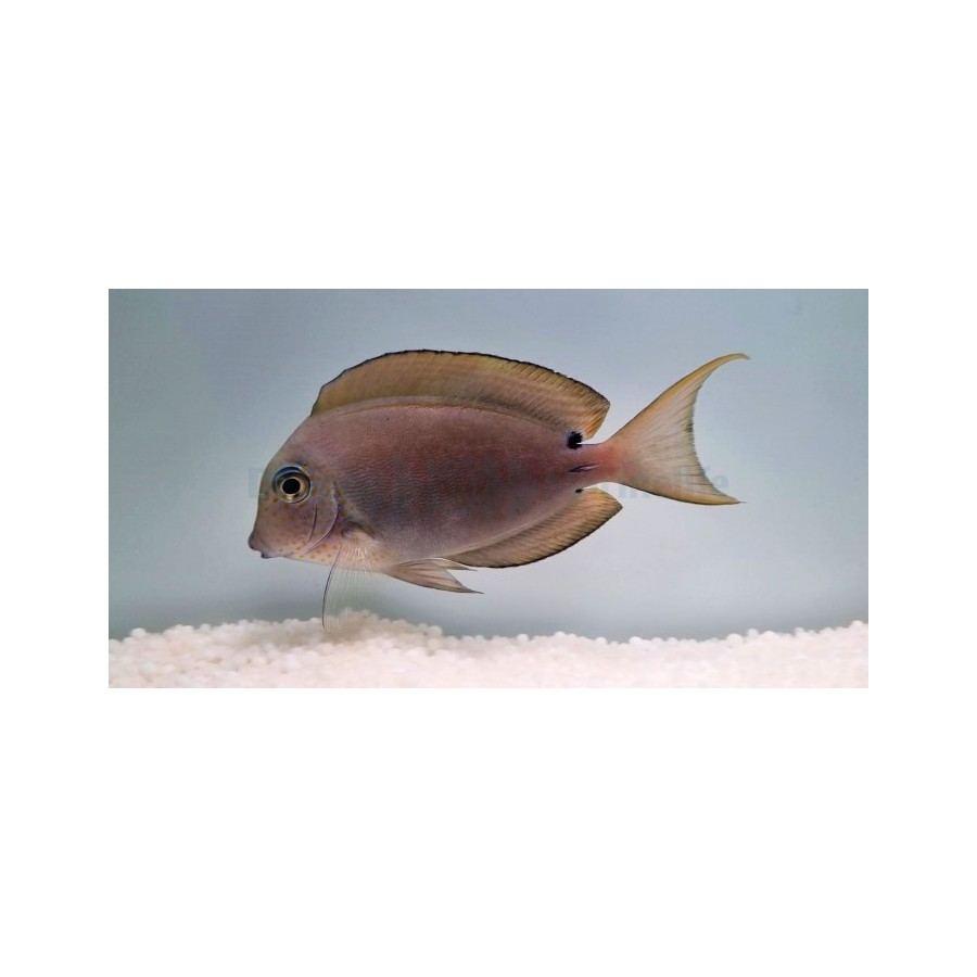 Acanthurus nigrofuscus - Lavender Tang