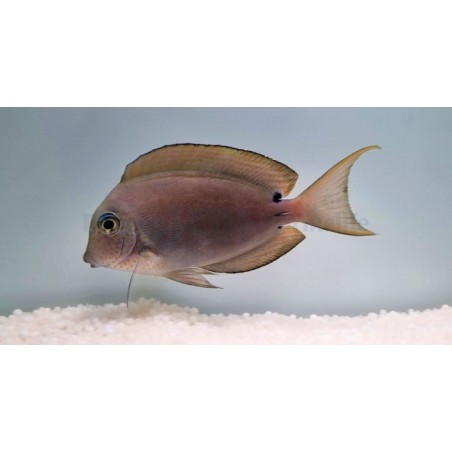 Acanthurus nigrofuscus - Lavender Tang