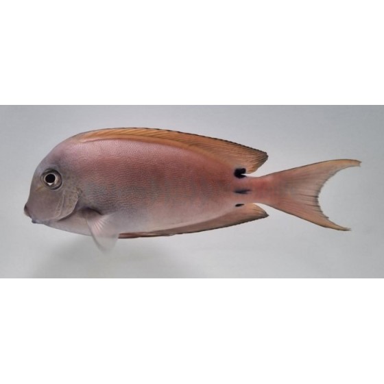 Acanthurus nigrofuscus - Lavender Tang