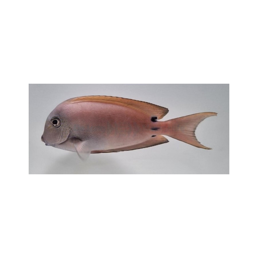 Acanthurus nigrofuscus - Lavender Tang