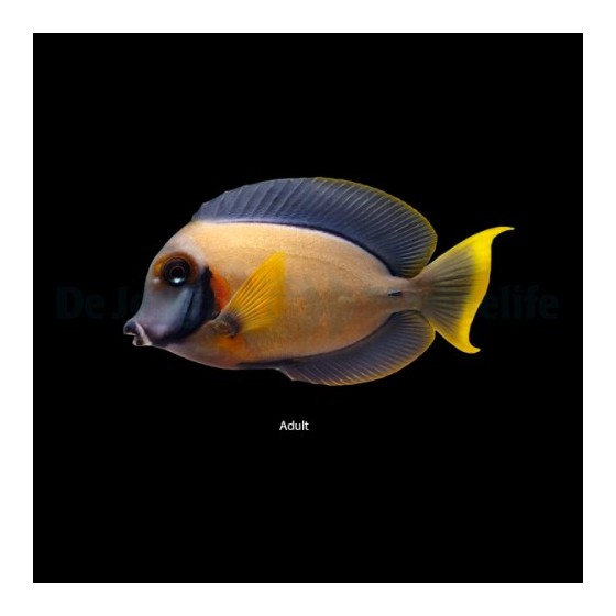 Acanthurus pyroferus - Matkijavälskäri