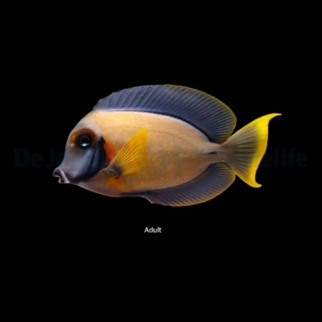 Acanthurus pyroferus - Matkijavälskäri