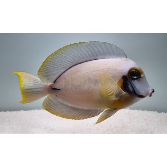 Acanthurus pyroferus - Matkijavälskäri