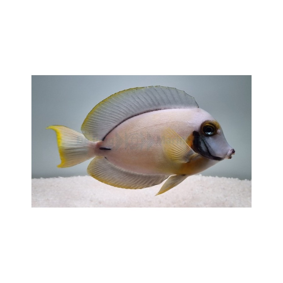 Acanthurus pyroferus - Matkijavälskäri