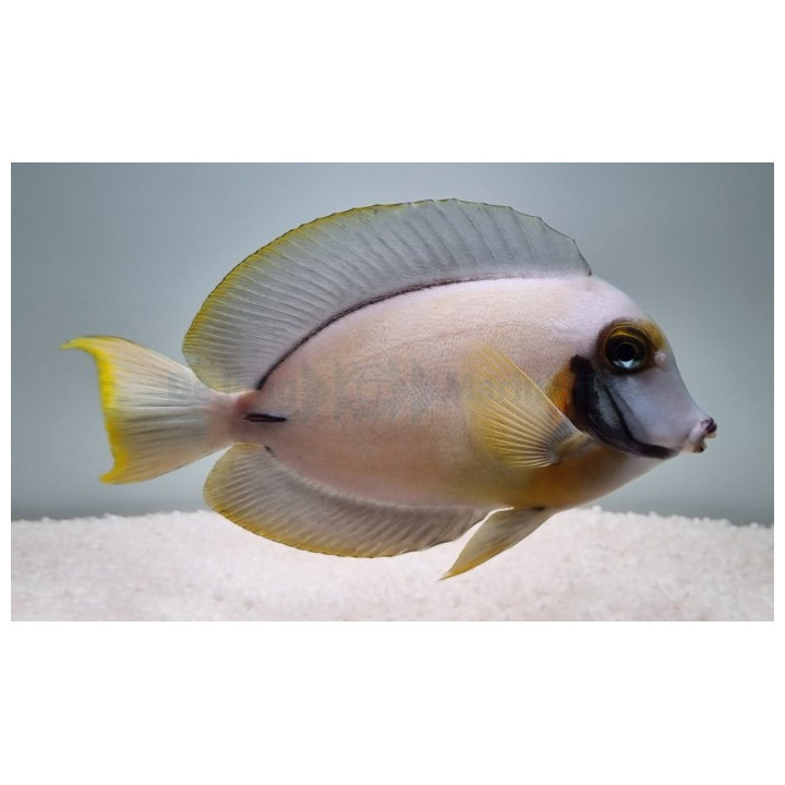 Matkijavälskäri (Acanthurus pyroferus), rauhallinen kirurgikala merivesiakvaarioon