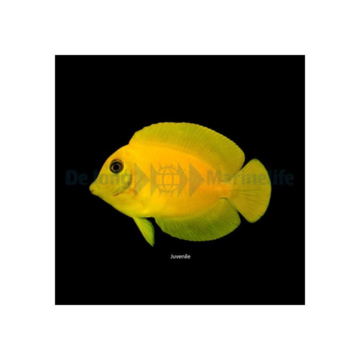 Acanthurus pyroferus - Matkijavälskäri- Heraldi