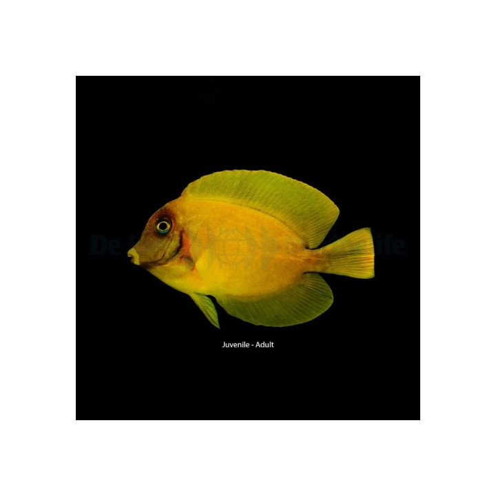 Acanthurus pyroferus - Matkijavälskäri- Heraldi