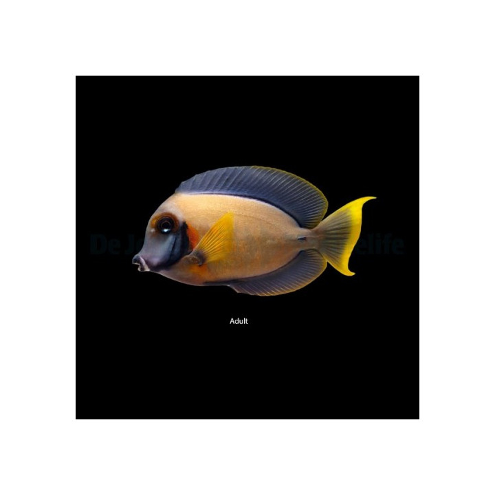 Acanthurus pyroferus - Matkijavälskäri- Heraldi