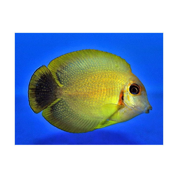 Acanthurus pyroferus - Matkijavälskäri Tiger pattern