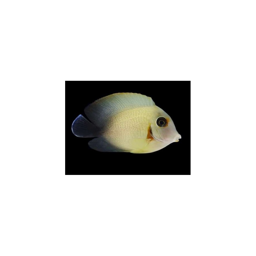 Acanthurus pyroferus - Matkijavälskäri Vroliki - Half Black