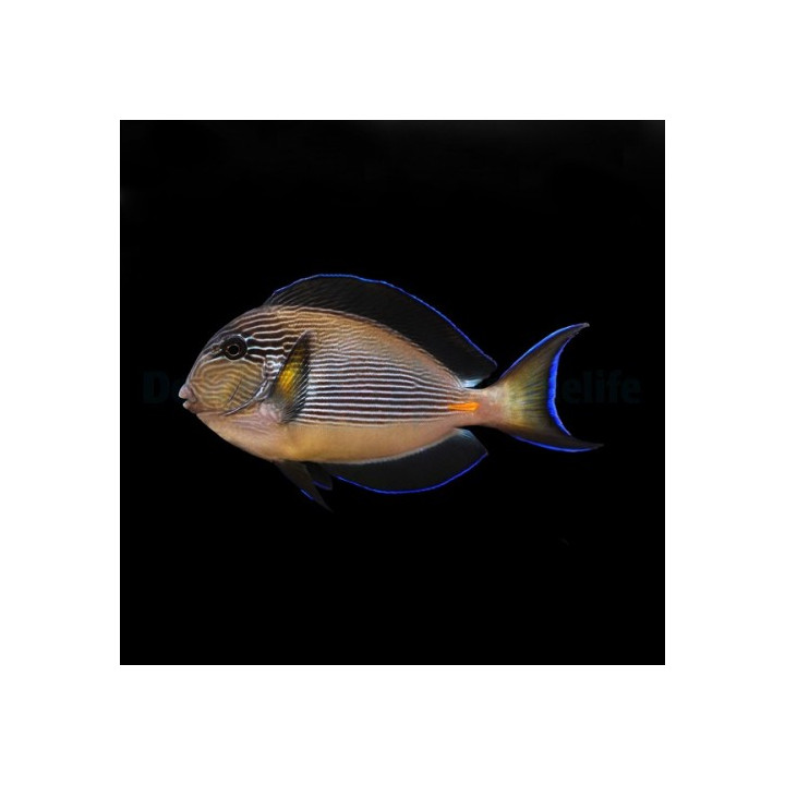 Acanthurus sohal - Linjavälskäri
