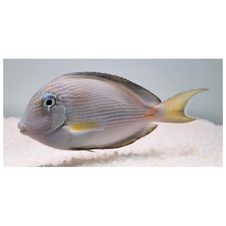 Acanthurus sohal - Linjavälskäri