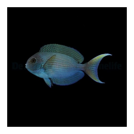 Acanthurus thompsoni - White Tail Tang