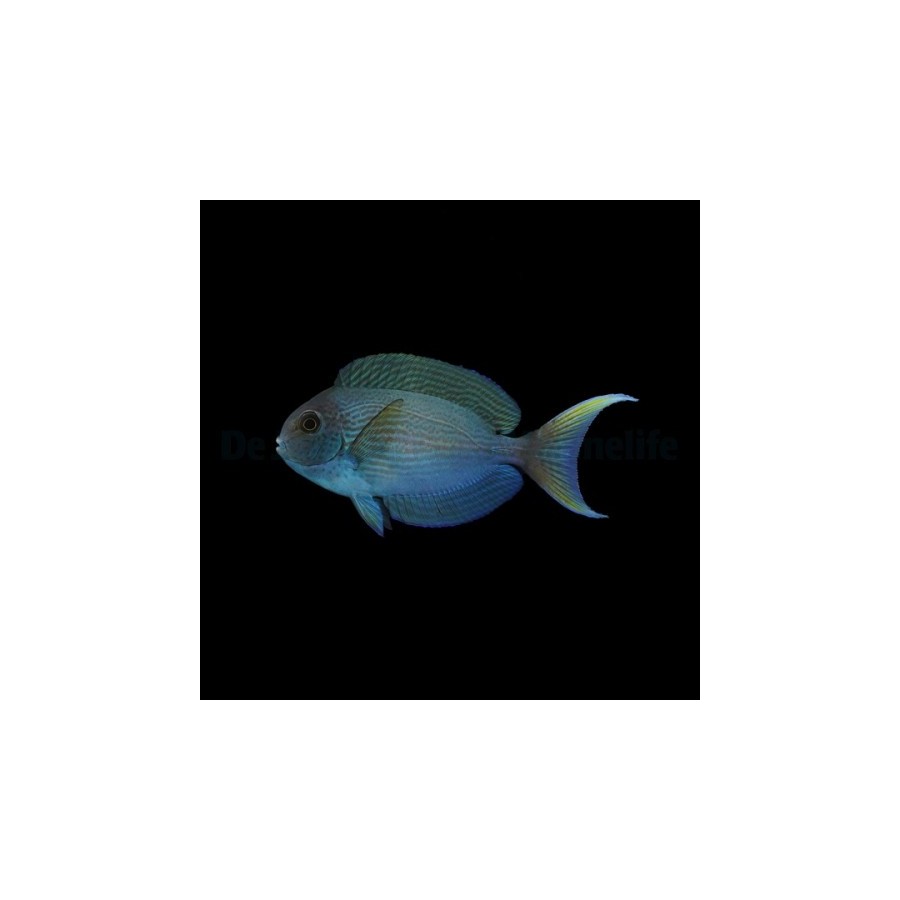 Acanthurus thompsoni - White Tail Tang