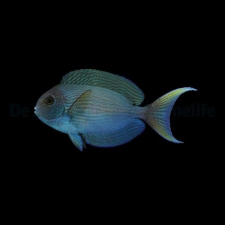 Acanthurus thompsoni - White Tail Tang