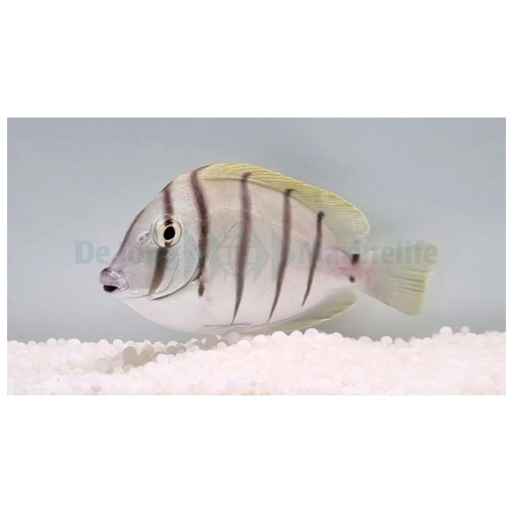 Acanthurus triostegus – Raitavälskäri (Convict Tang) | Reef safe levänsyöjä