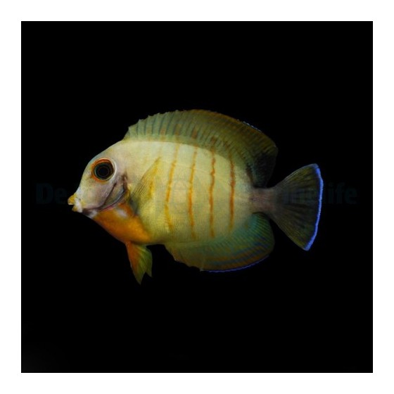 Acanthurus tristis - Mustard Tang