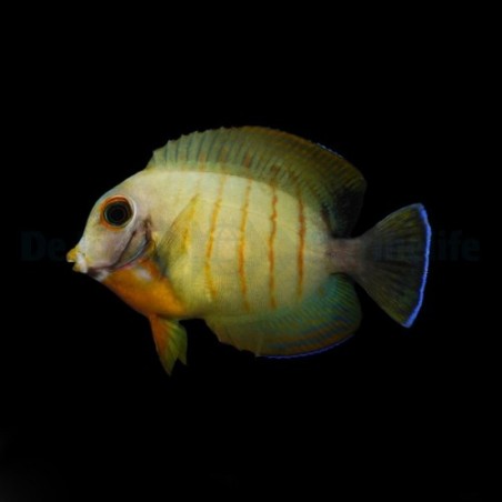 Acanthurus tristis - Mustard Tang