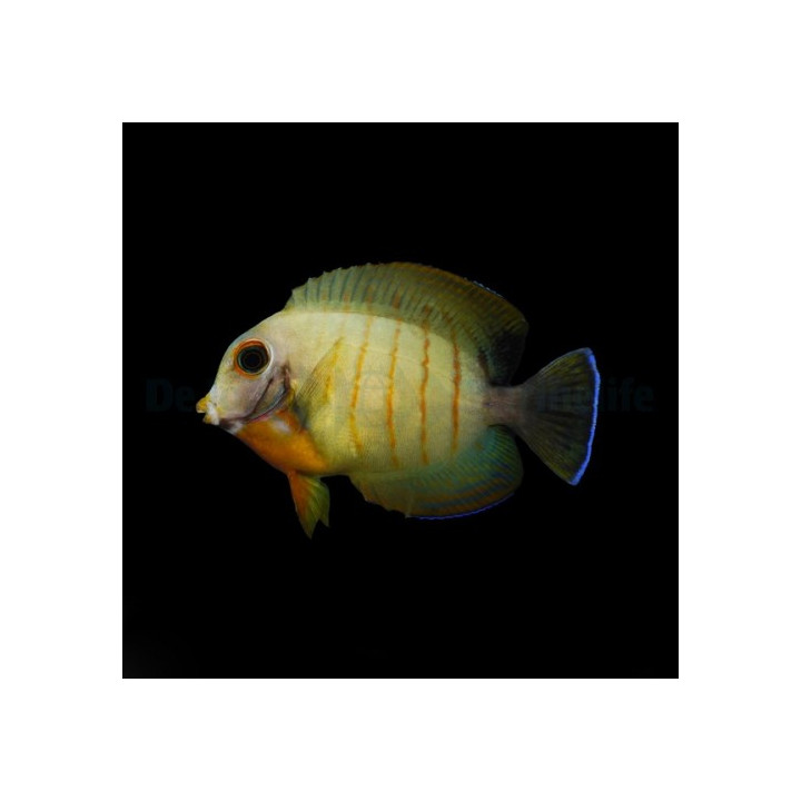 Acanthurus tristis - Mustard Tang