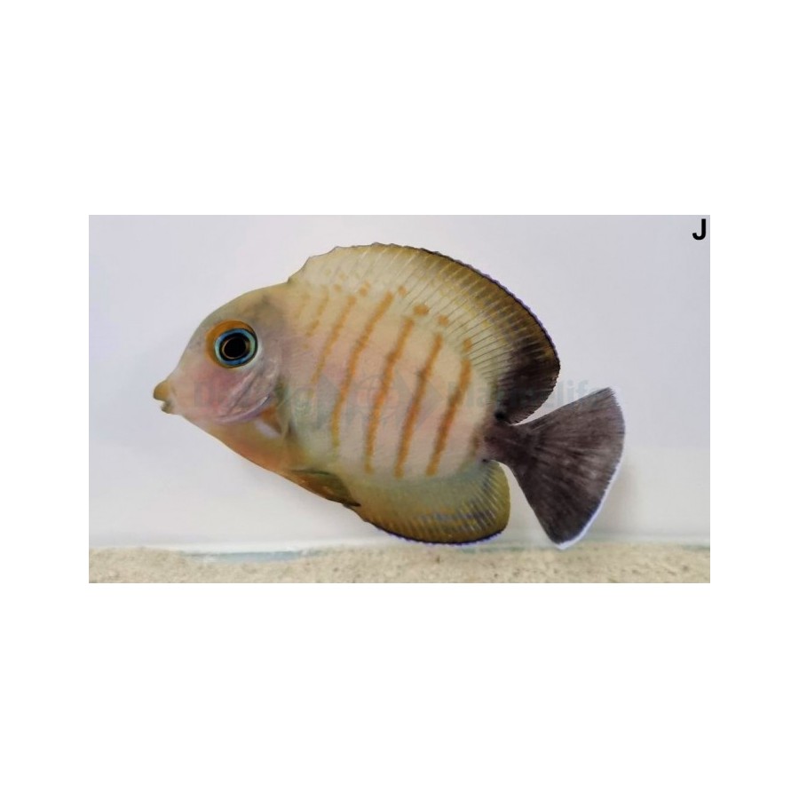 Acanthurus tristis - Mustard Tang