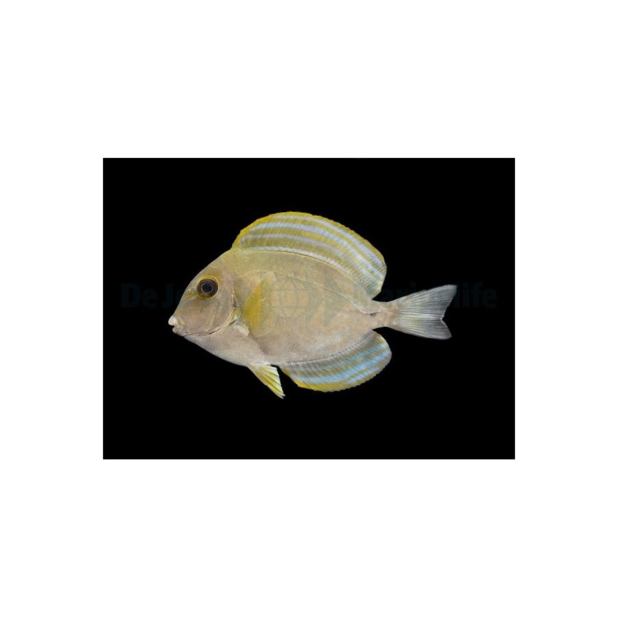 Acanthurus xanthopterus - Xanthopterus Tang