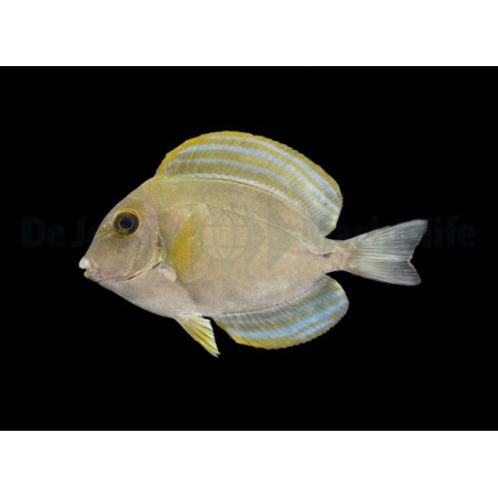 Acanthurus xanthopterus - Xanthopterus Tang