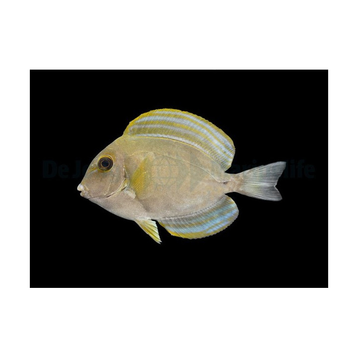 Acanthurus xanthopterus - Xanthopterus Tang -