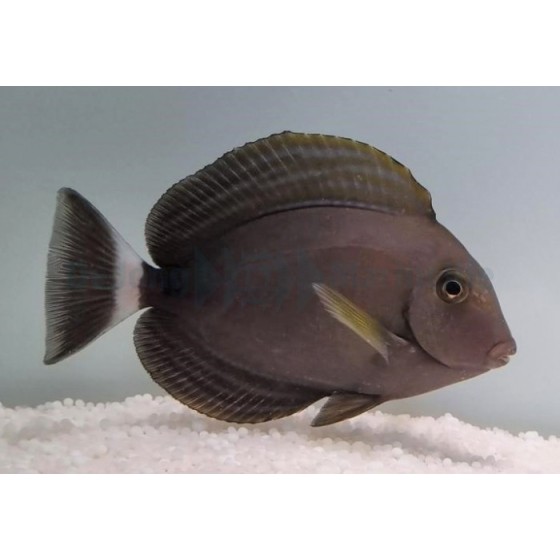 Acanthurus xanthopterus - Xanthopterus Tang