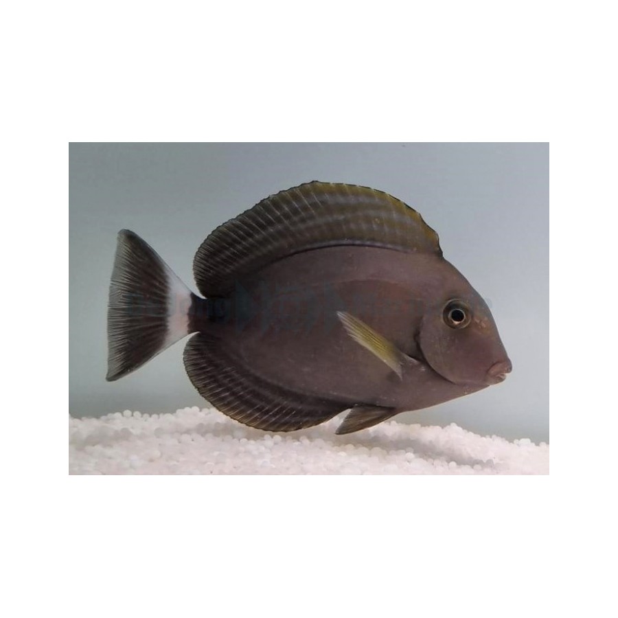 Acanthurus xanthopterus - Xanthopterus Tang