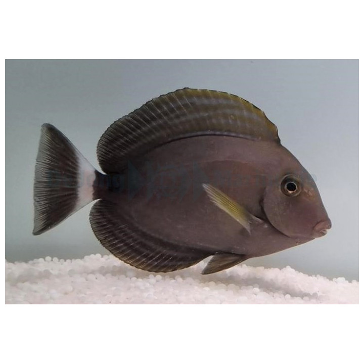 Acanthurus xanthopterus - Xanthopterus Tang -