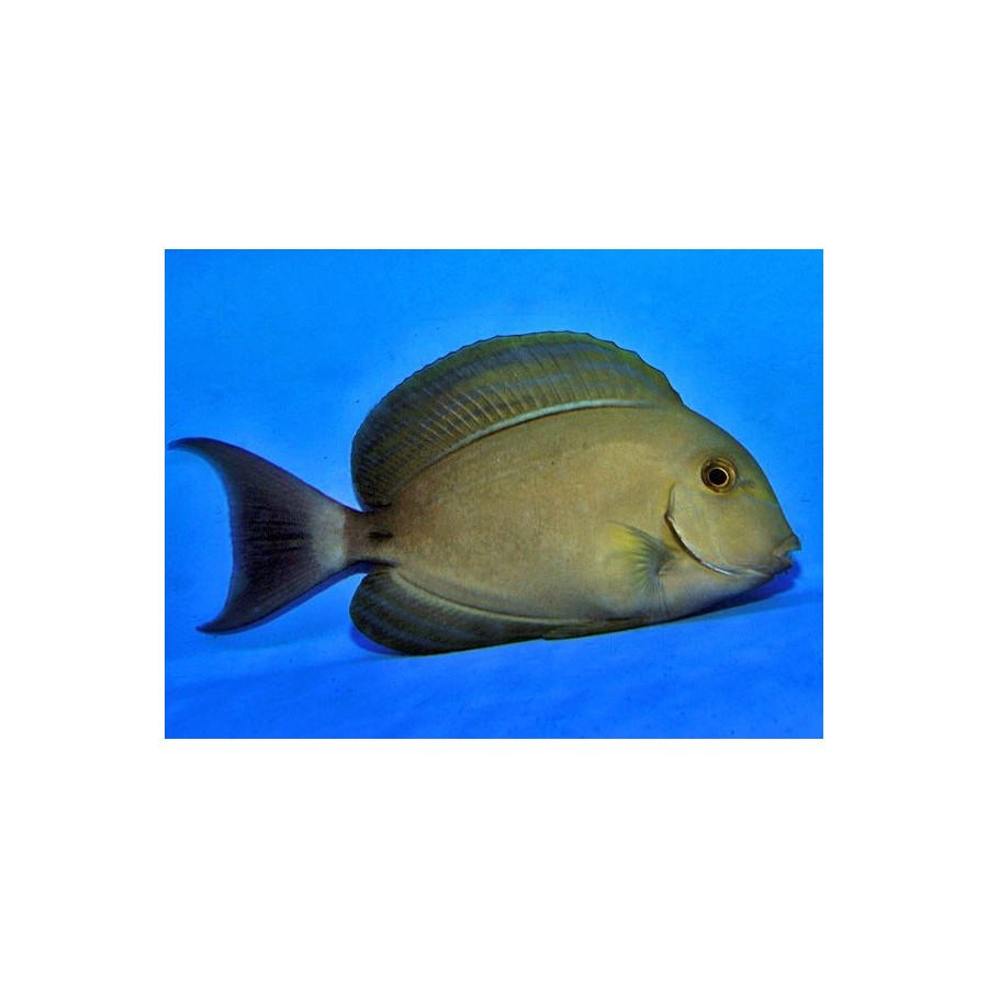 Acanthurus xanthopterus - Xanthopterus Tang