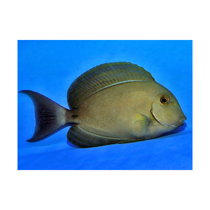 Acanthurus xanthopterus - Xanthopterus Tang -