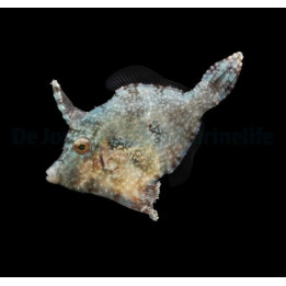 Acreichthys tomentosus - leväviilakala