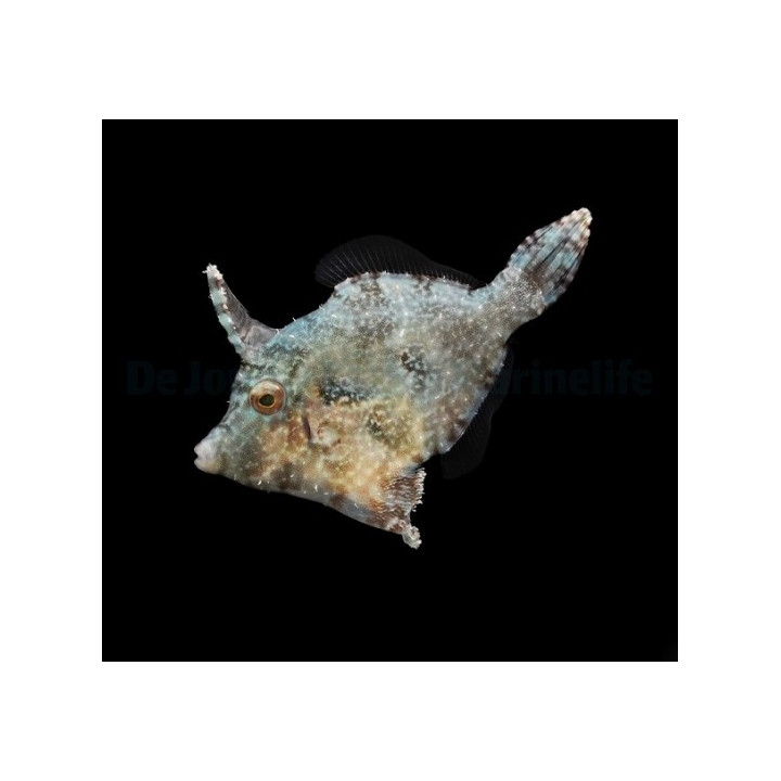 Acreichthys tomentosus - leväviilakala