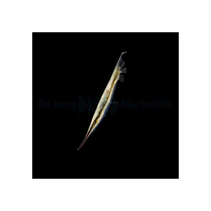 Aeoliscus strigatus - Shrimpfish