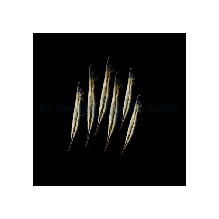 Aeoliscus strigatus - Shrimpfish